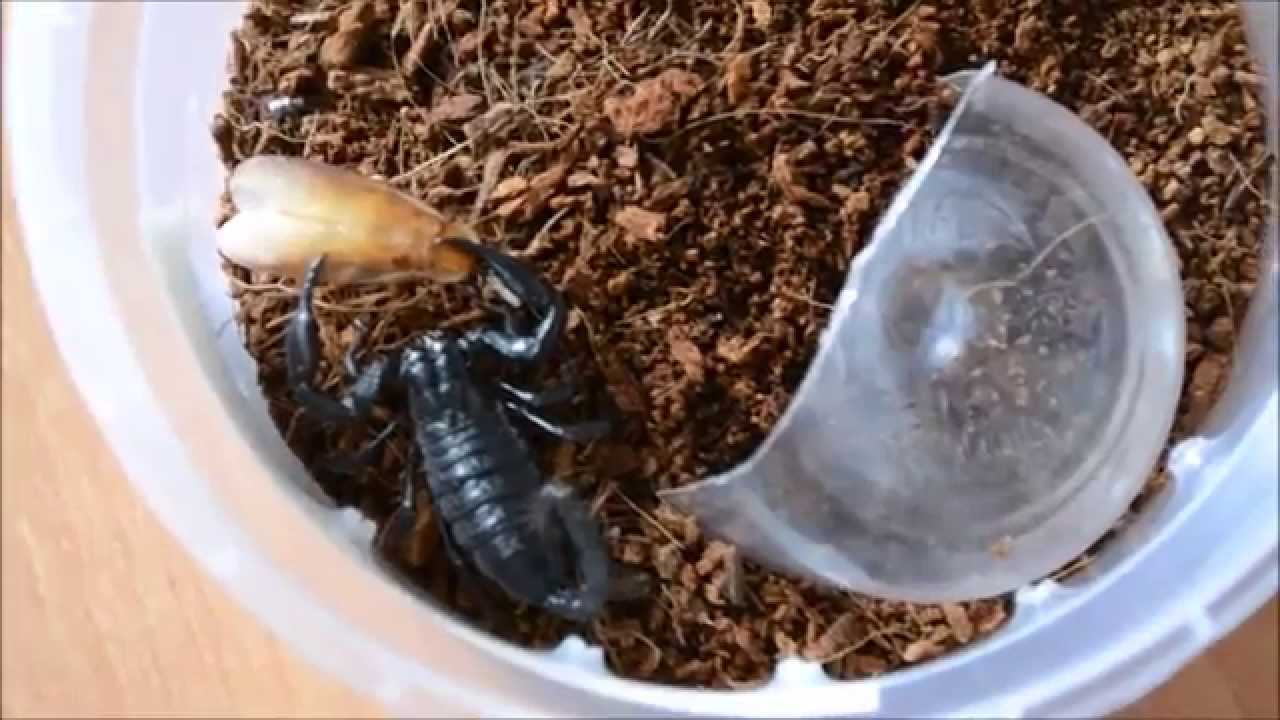Скорпион ест таракана. Тараканы для кормления пауков. Животное которое ест тараканов. Собака съела таракана