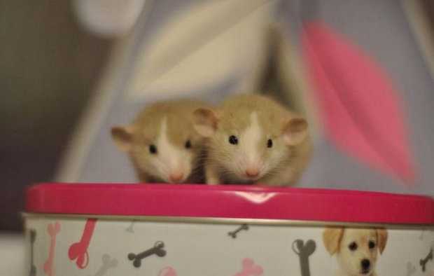 Что едят крысы в домашних условиях и дикой природе