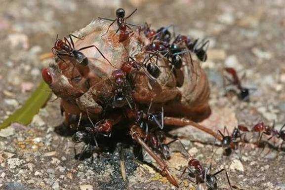 Эти удивительные муравьи
