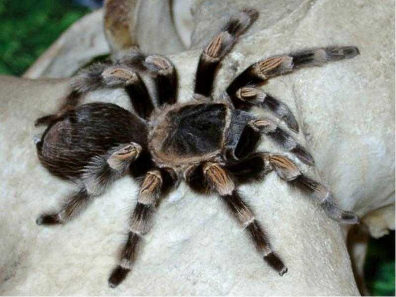 Верблюжий паук. Ядовитые пауки