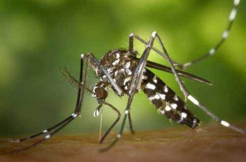Почему комары пьют человеческую кровь