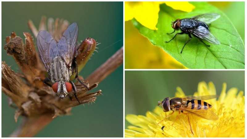 Почему мухи начинают кусаться в августе. Почему мухи осенью кусаются