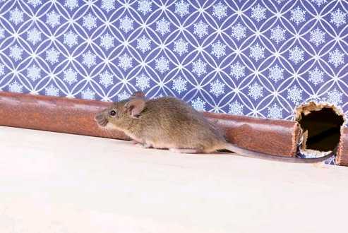 Как эффективно бороться с мышами в квартире, в частном доме или на даче современные ловушки и народные методы