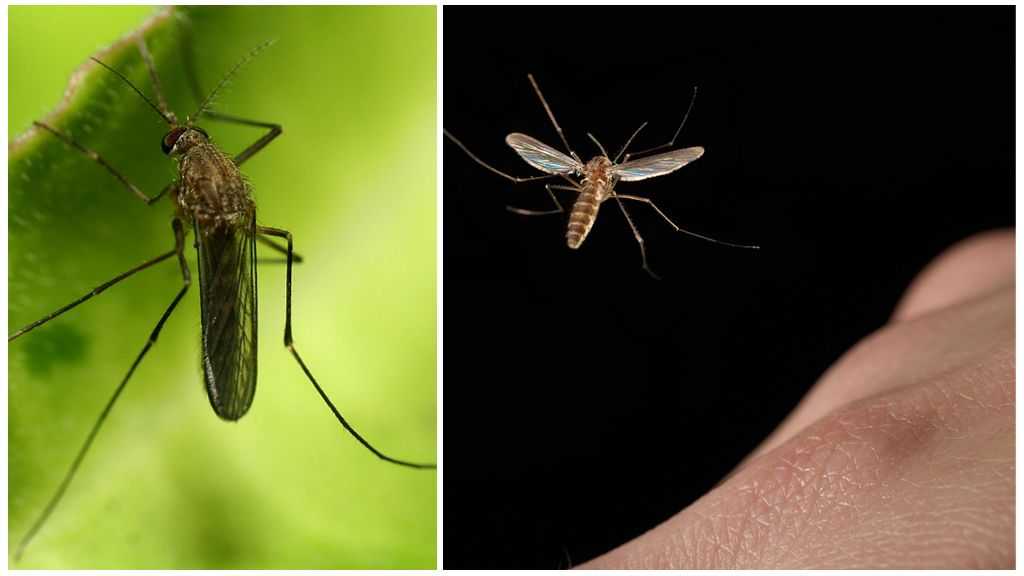 Почему комар пищит. Комар пищит. Писк комаров. Пищание комара звук.