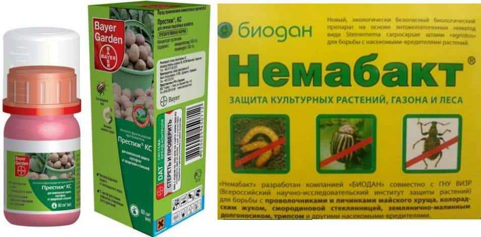 Что такое нематода картофельная