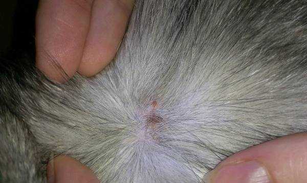 Блошиный дерматит у кошек все что нужно знать о симптомах, диагностике и лечении