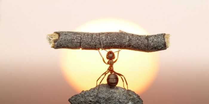 Помощь по Теле2, тарифы, вопросы Сколько весит муравейСколько весит муравей