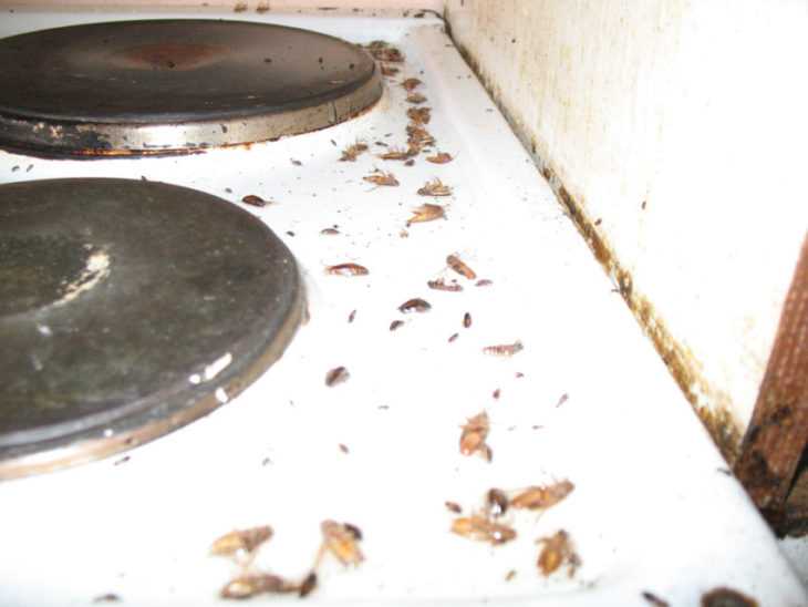 Тараканы обзор видов, что они едят, как избавиться от тараканов