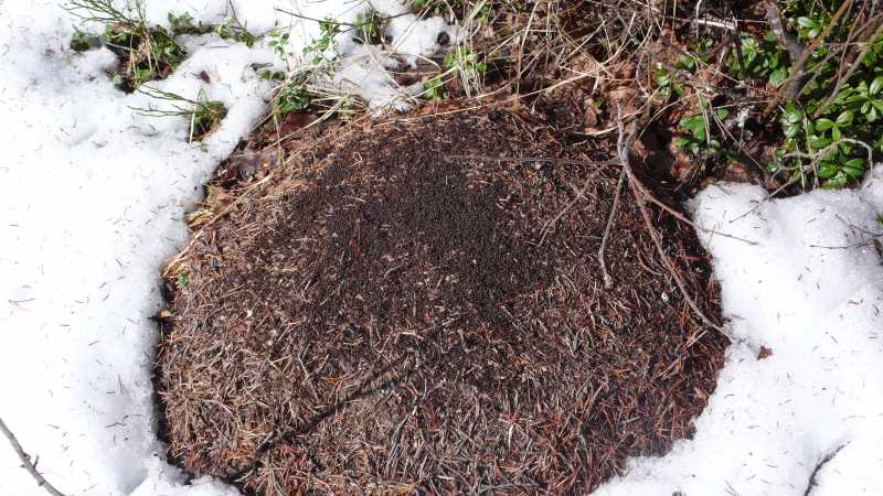 Зимовка муравьев подготовка и выживание