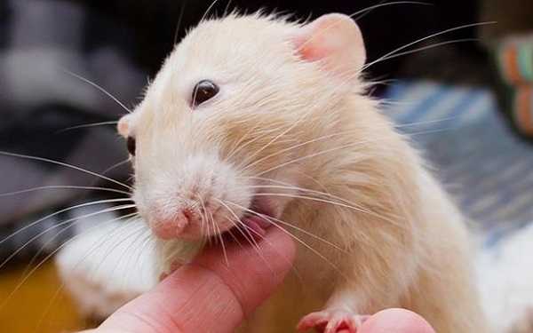 Часто задаваемые вопросы об уходе и содержании декоративных крыс