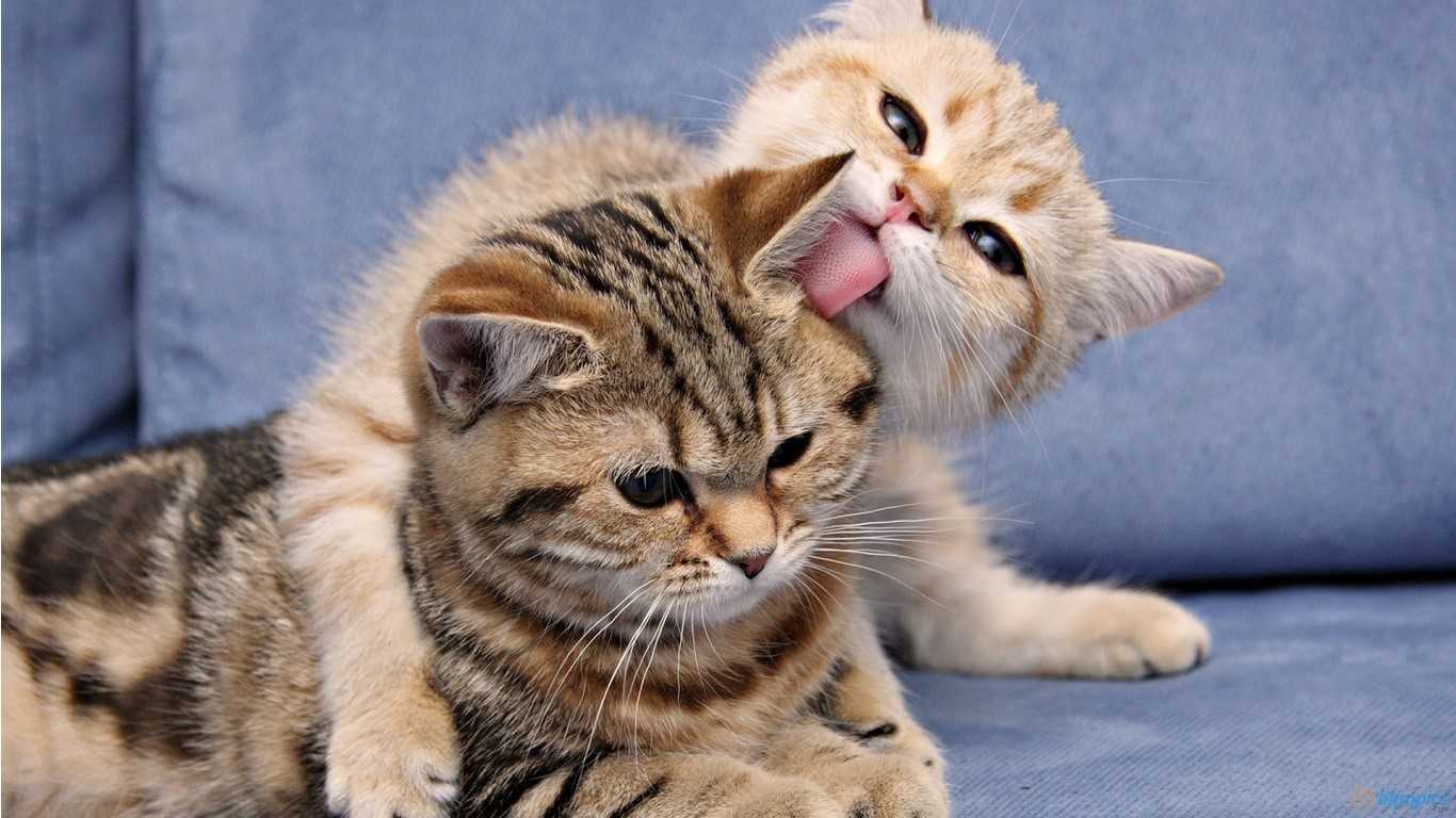 Таблетки от глистов для кошек. В каких случаях их приём необходим
