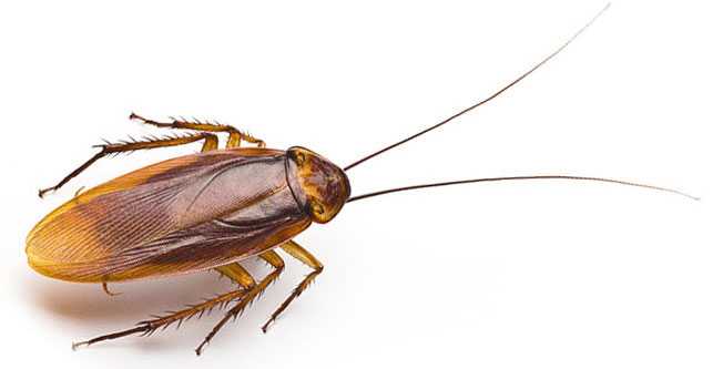 Дохлокс эффективный гель против тараканов