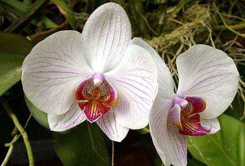 Что делать, если на орхидее появились белые мохнатые жучки. Как можно от них избавиться