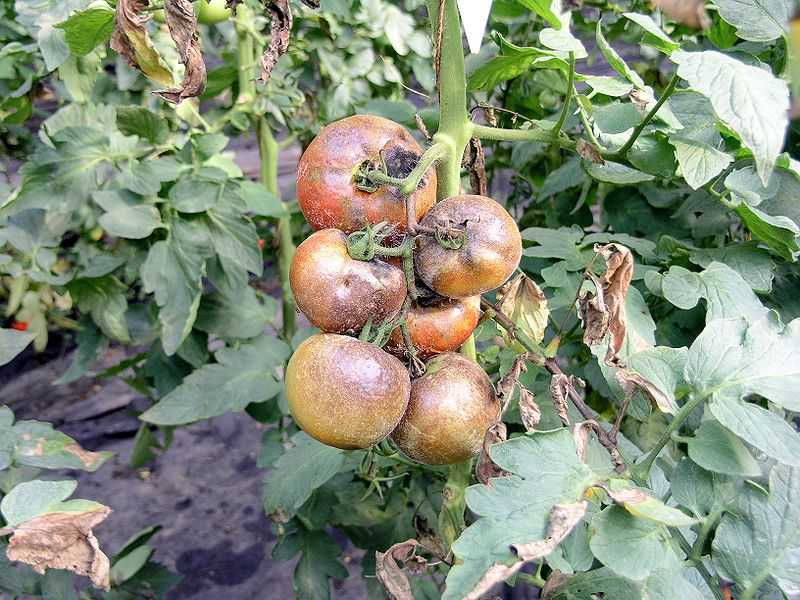 Как бороться народными средствами с фитофторой на помидорах