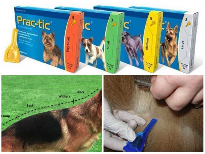 Инструкция по применению капель Практик для собак