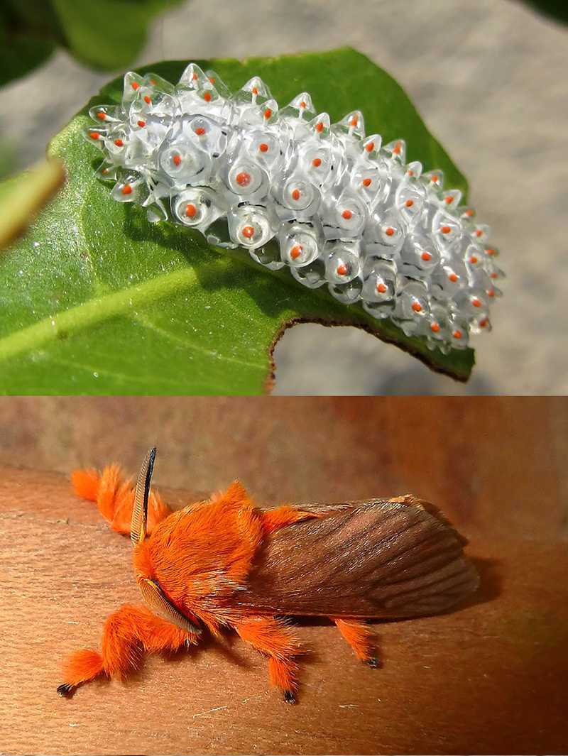 Строение и фото гусениц разновидности