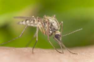 Комар-долгоножка описание, фото. Опасна ли карамора для человека