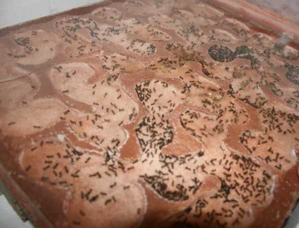 Особенности размножения степного муравья