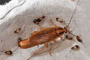 Условия размножения тараканов, стадии их развития и соответствующие меры борьбы