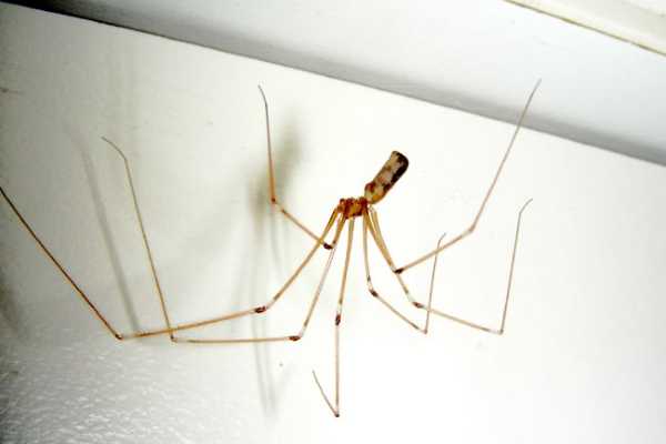 Почему в квартире бывает много пауков