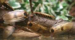 Как размножаются тараканы