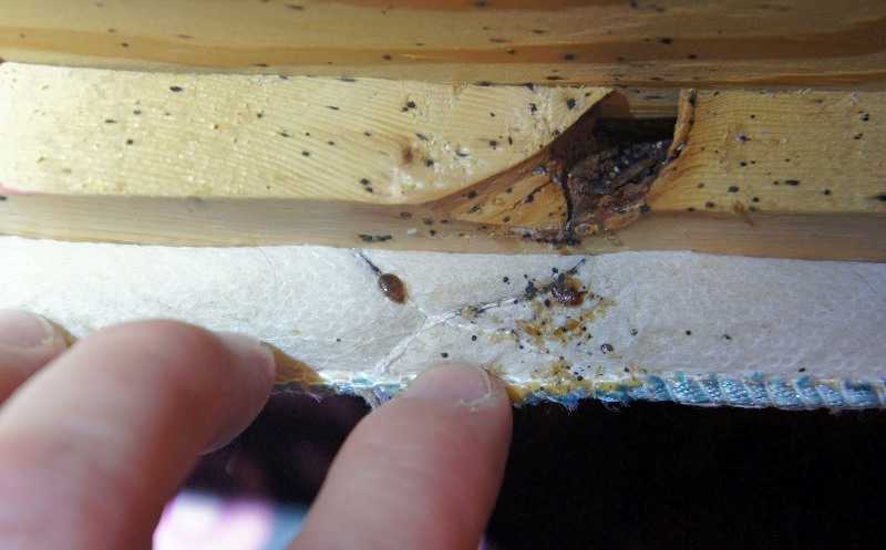Безопасные средства для травли домашних тараканов