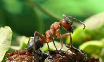 Эти удивительные муравьи