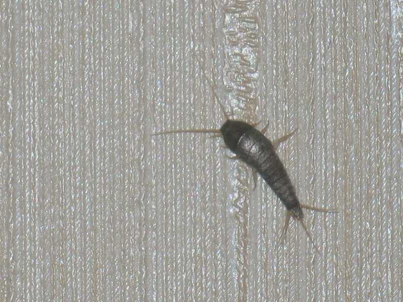 Какие насекомые могут появиться в ванной комнате