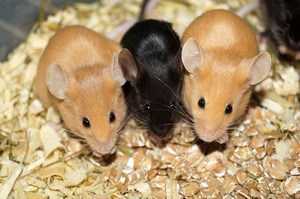 Разновидности домашних мышей и сколько они живут