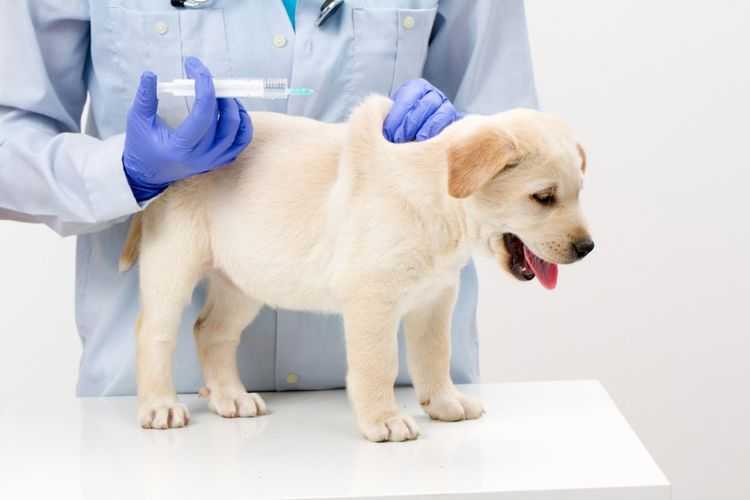 Прививка от пироплазмоза для собак