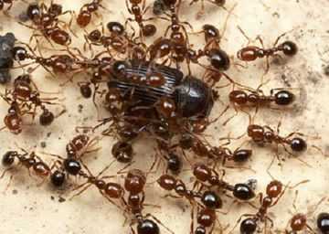 Как вывести муравьёв из квартиры