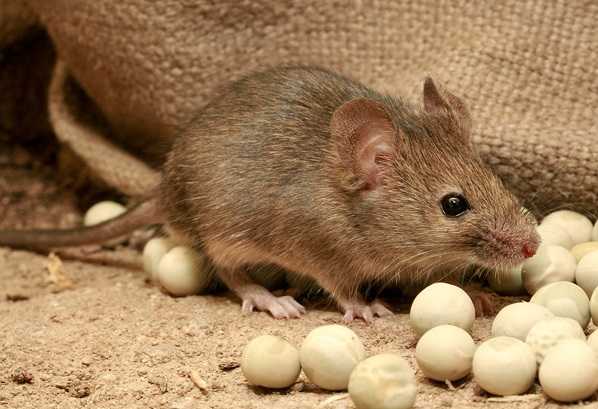 Долго ли живут мыши