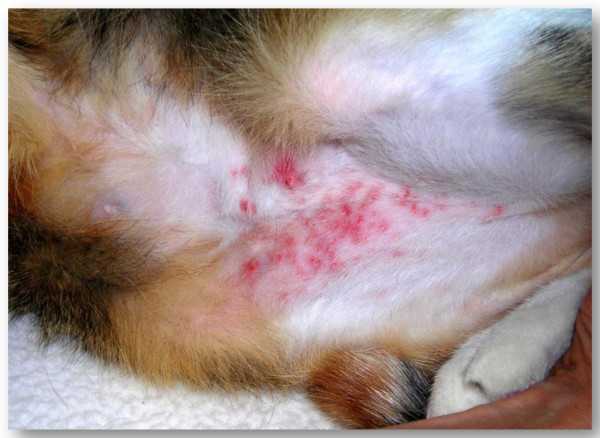 Блошиный дерматит у кошек все что нужно знать о симптомах, диагностике и лечении