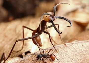 Кочевые муравьи