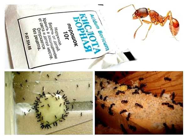 Как избавиться от непрошеных гостей домашние рыжие муравьи