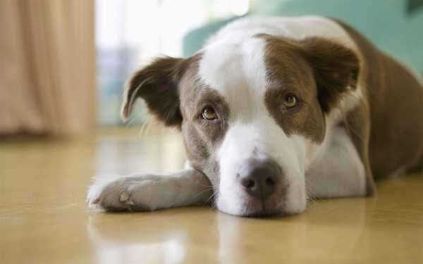 Признаки заражения и лечение пироплазмоза у собак