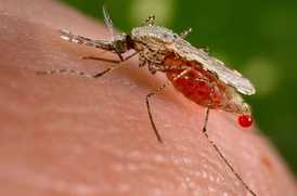 Как размножаются комары жизненный цикл, особенности спаривания