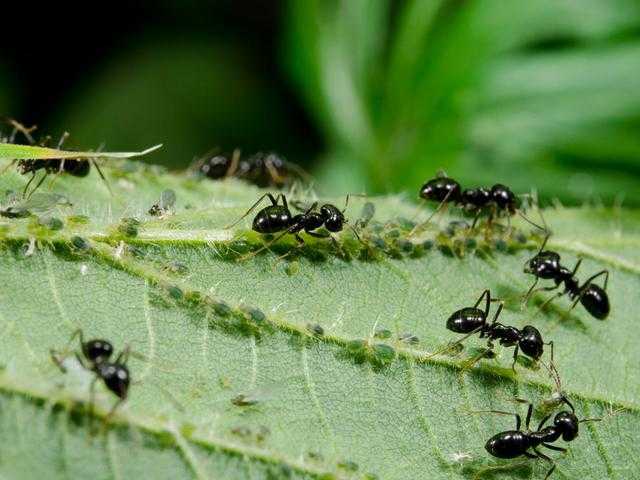 Инструкция по средству от муравьев Фас дубль
