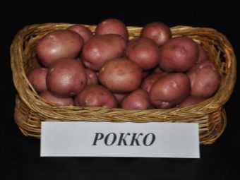Что такое нематода картофельная