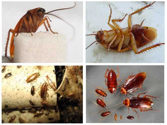 Тараканы виды, особенности, как выглядят и как отличать