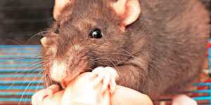 Укусила мышь что делать при укусе и меры профилактики