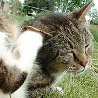 Твой ПитомецПередаются ли человеку глисты кошки Как не заразиться