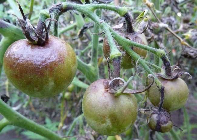 Как бороться народными средствами с фитофторой на помидорах