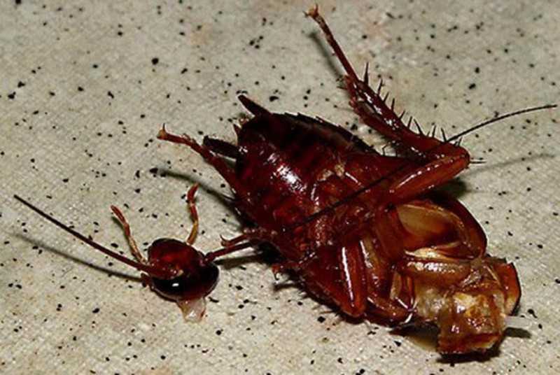 Где живут тараканы в доме, и как найти их гнездо