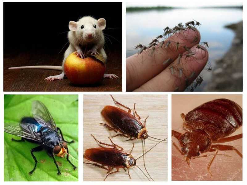 Описание и отзывы о Пест Репеллер от тараканов