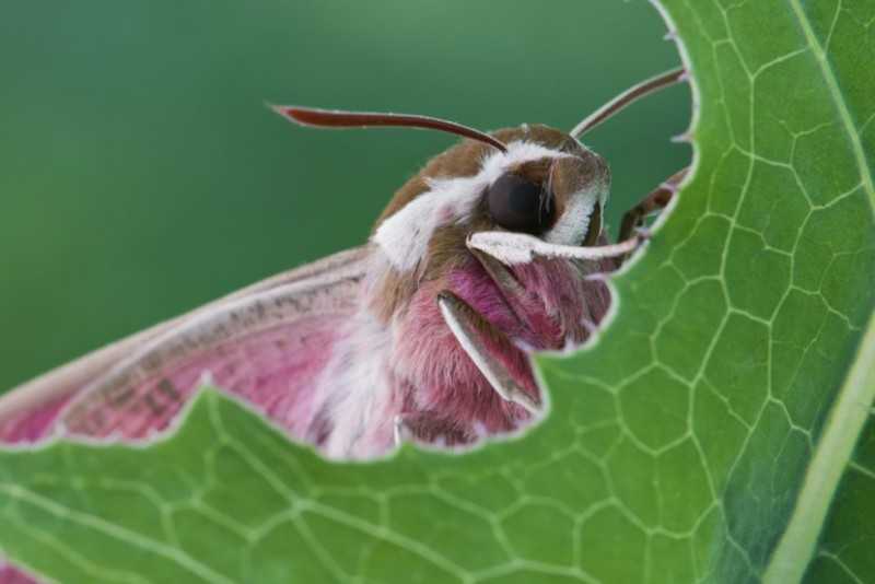 Бабочка бражник