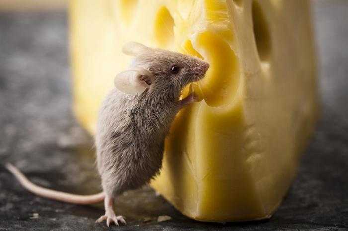 Правда ли что мыши не любят сыр. Отношение мышей к сыру. Что мыши едят в домашних условиях и природе