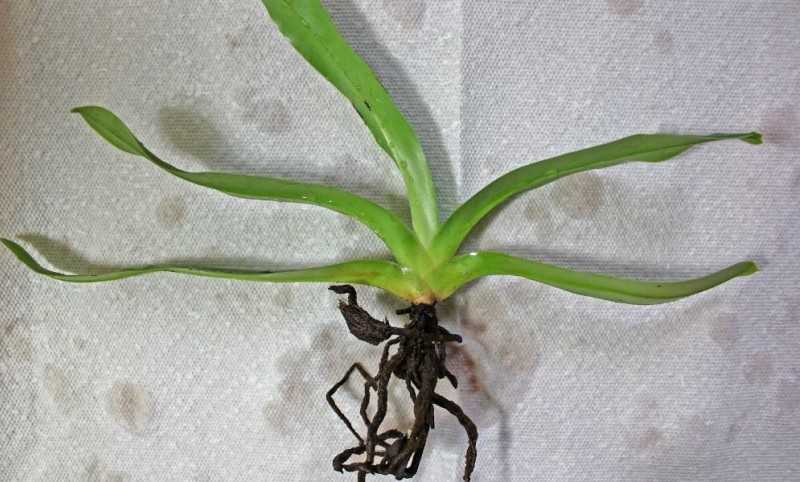 Мучнистый червец на орхидее как избавиться и не допустит в будущем