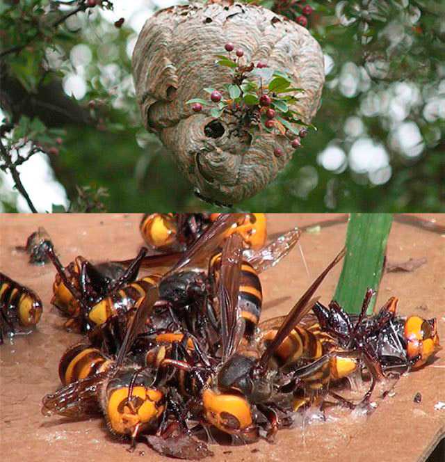 Мед осы пчелы