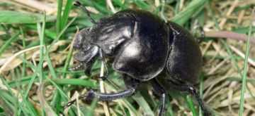 Самый большой жук Дровосек-титан, Геркулес или Большезуб